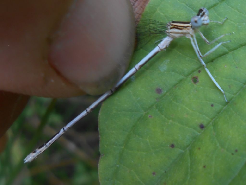 Platycnemis latipes nuova per l''Italia!!!